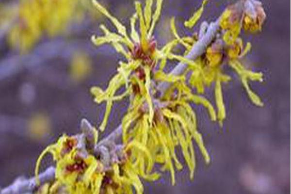 Hamamelis × intermedia \x27Arnold Promise\x27 Hamamelis × intermedia \x27Arnold Promise\x27