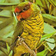 紅喉綠吸蜜鸚鵡