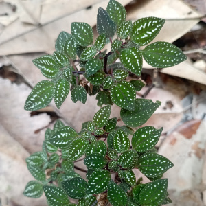 Macrocentrum latifolium