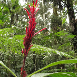 Odontonema barlerioides