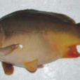 松浦鏡鯉