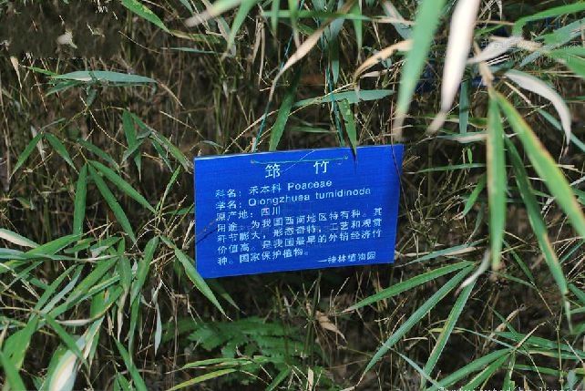 黃山庫-筠竹 黃山庫-筠竹
