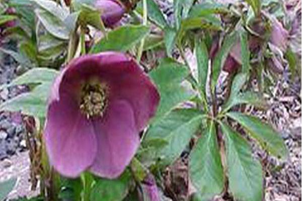 Helleborus × hybridus (Ballard\x27s Group)