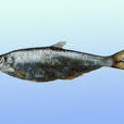 鰳魚 鰳魚