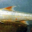 銅魚(銅魚屬鯉形目)