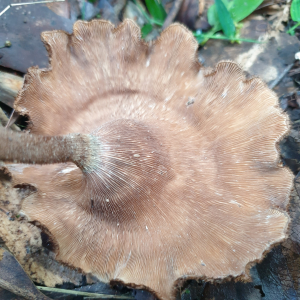 粗毛革耳