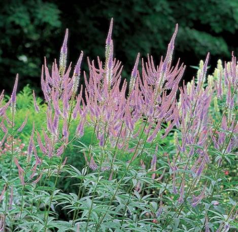 Veronicastrum virginicum \x27Fascination\x27 Veronicastrum virginicum \x27Fascination\x27