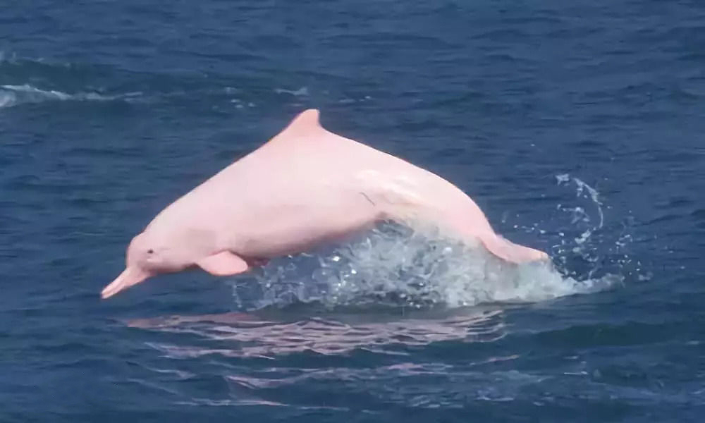 在水面上翻騰跳躍，活力十足的，基本都是中華白海豚。