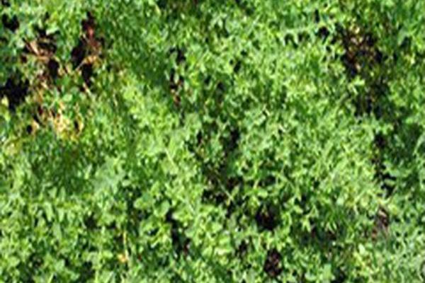 Hypericum perforatum \x27Topas\x27