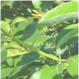 香樟根 香樟根