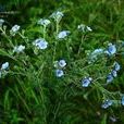 疏花齒緣草 疏花齒緣草