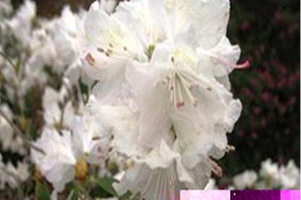 Rhododendron mucronulatum \x27Cama\x27 Rhododendron mucronulatum \x27Cama\x27