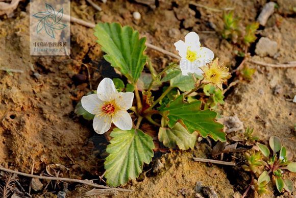 太行之戀(薔薇屬植物) 太行之戀(薔薇屬植物)