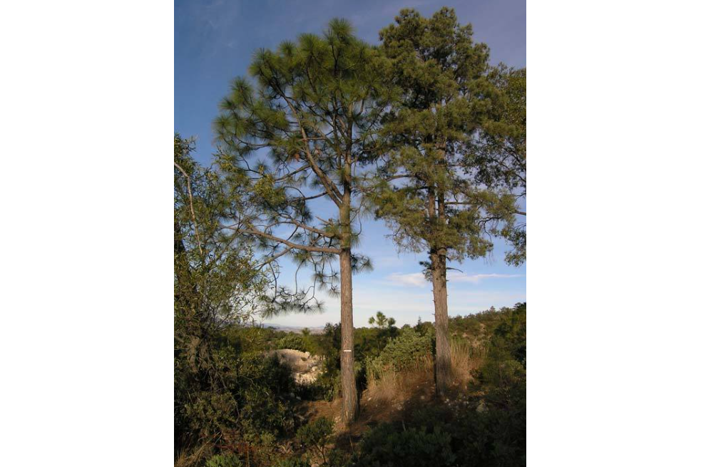 黃松(松科松屬植物) 黃松(松科松屬植物)