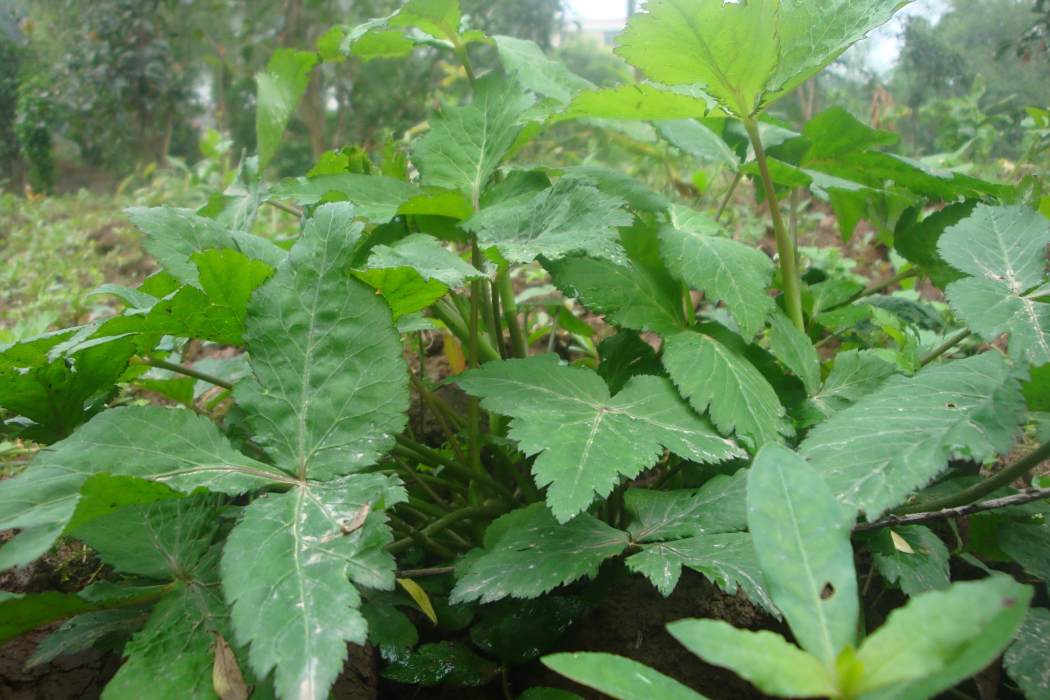俅江芰草 俅江芰草