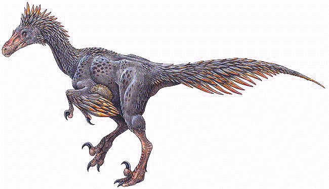 半鳥是一種兇猛的馳龍科恐龍