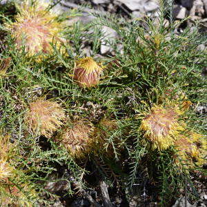 Banksia fraseri