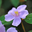 野牡丹(大金香爐(野牡丹科藥用植物)) 野牡丹(大金香爐(野牡丹科藥用植物))