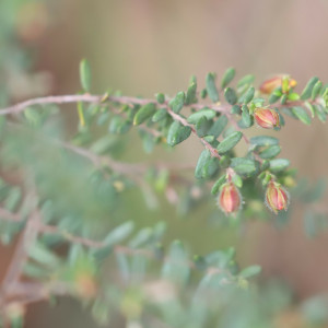Hibbertia serpyllifolia