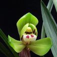 大富貴(春蘭荷瓣銘品) 大富貴(春蘭荷瓣銘品)