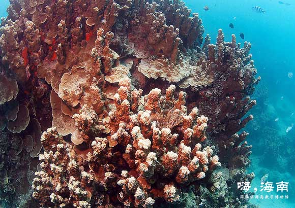 東山珊瑚礁保護區