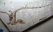 中華龍鳥的化石