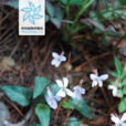 江西堇菜 江西堇菜