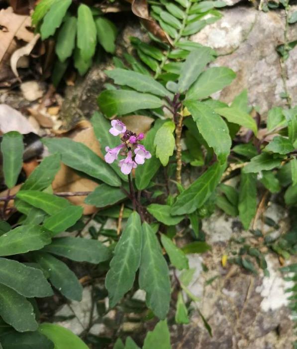 保亭花屬