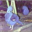 亞速爾群島林鴿