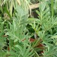 小天使(天南星科植物) 小天使(天南星科植物)