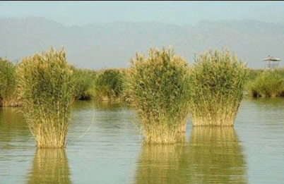 沙湖自然保護區