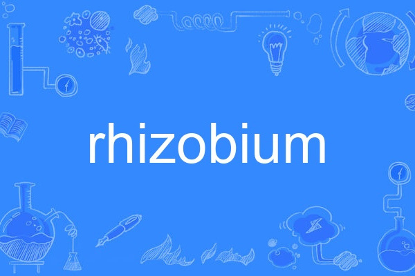rhizobium rhizobium