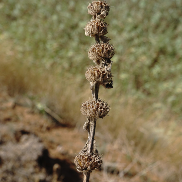Phlomoides hybrida