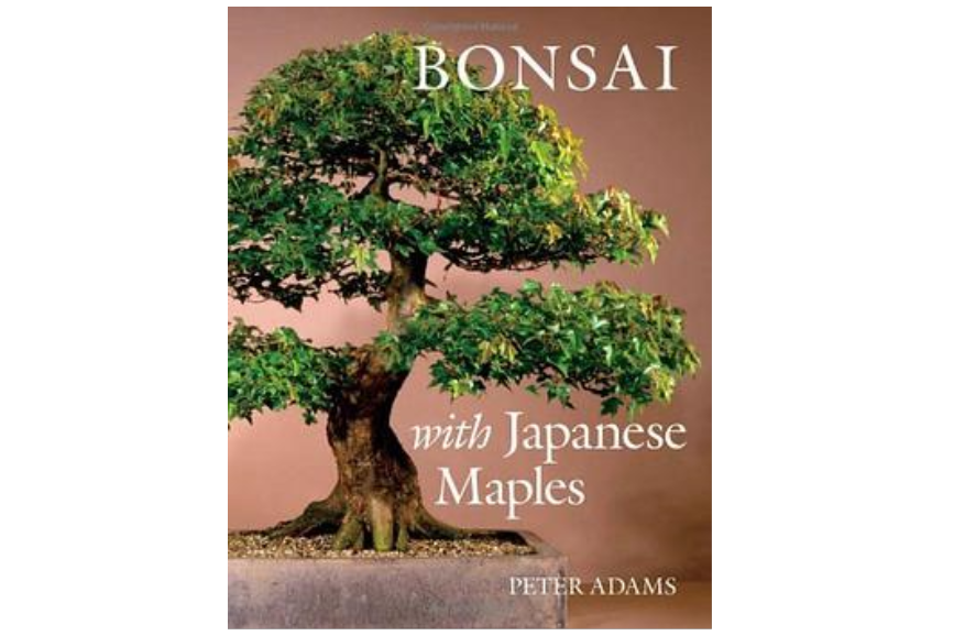 Bonsai with Japanese Maples Bonsai with Japanese Maples