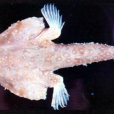 密星海蝠魚 密星海蝠魚