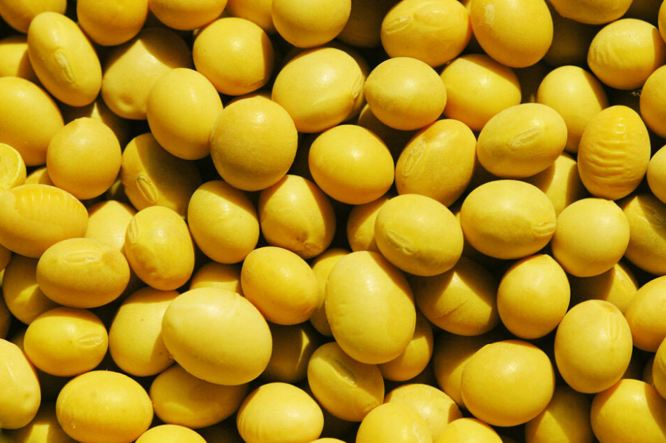 東豆九號 東豆九號