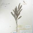 柳葉水絲梨 柳葉水絲梨