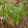 陌上菜 陌上菜