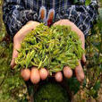 小葉折柄茶 小葉折柄茶