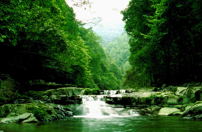 亞熱帶常綠闊葉林自然保護區