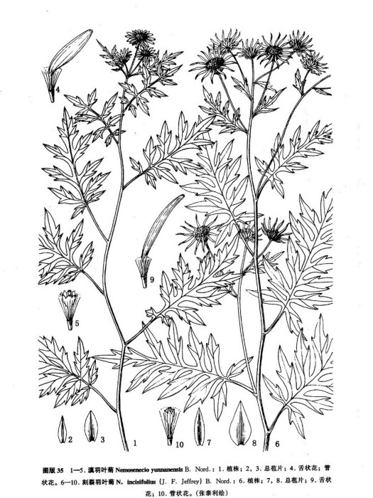 滇羽葉菊 滇羽葉菊