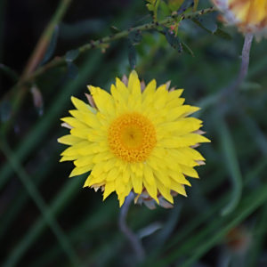 Leucochrysum albicans
