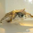 遠古翔獸 遠古翔獸