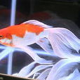 山形金魚 山形金魚