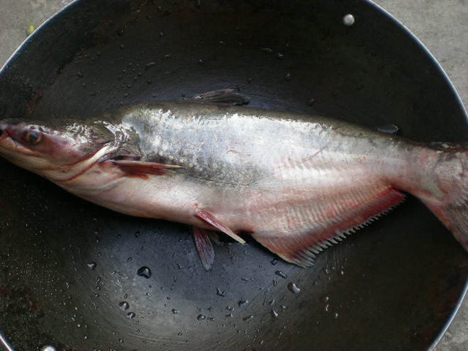 湄公魚