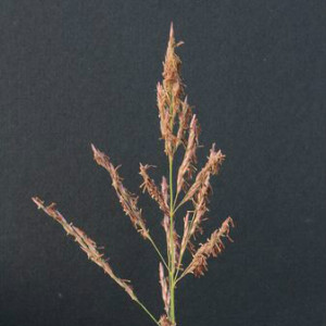 沙拂子茅