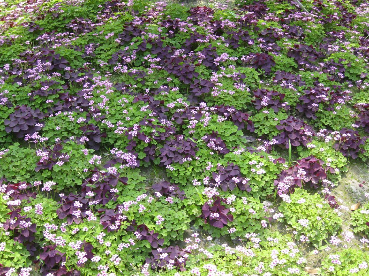 紅花酢漿草和紫葉酢漿草