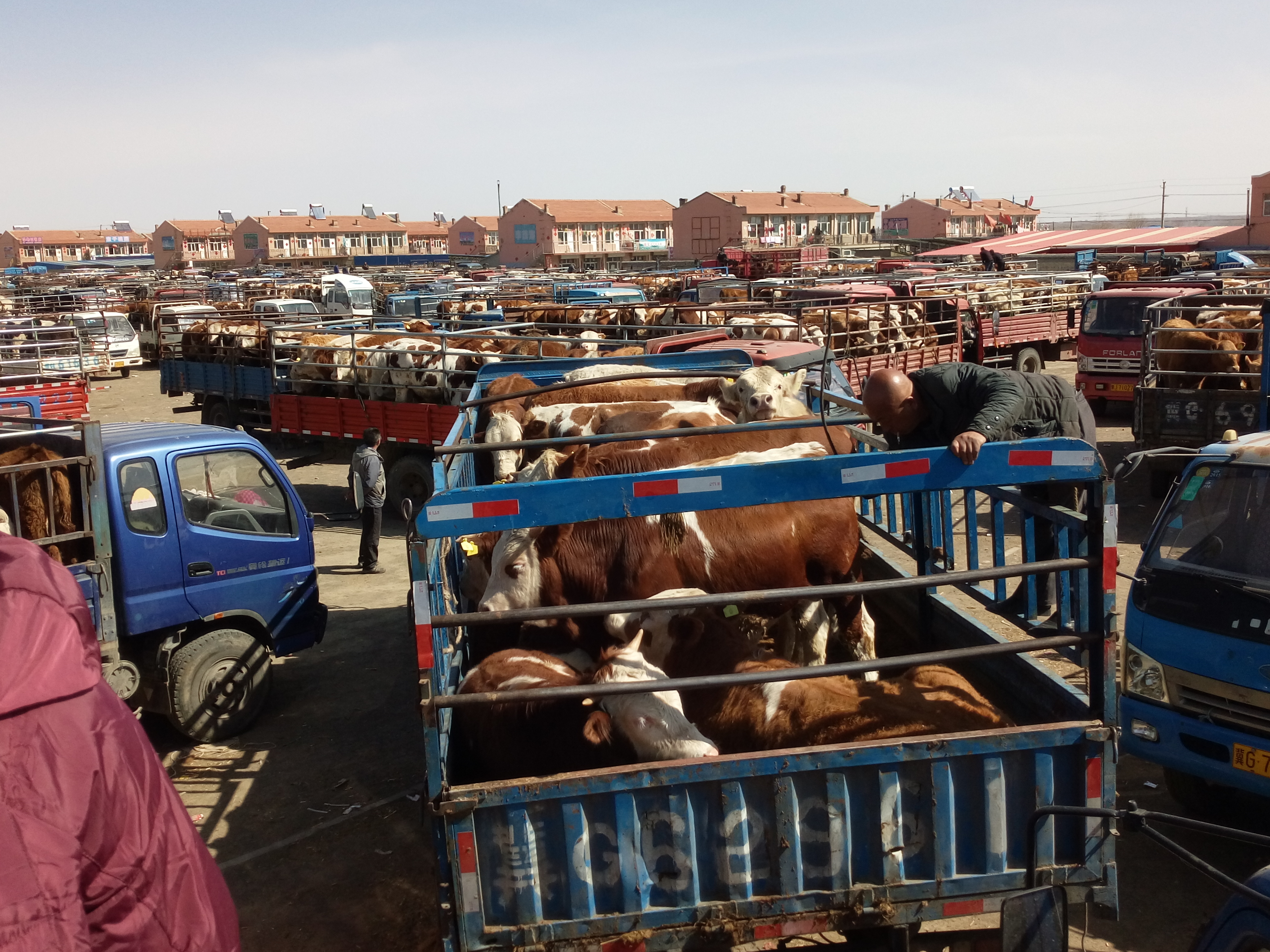 華北牲畜交易中心