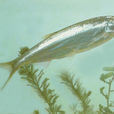 銀飄魚 銀飄魚