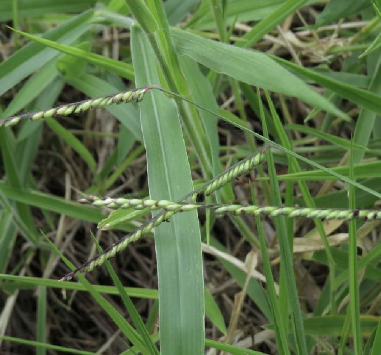 信號臂形草 信號臂形草